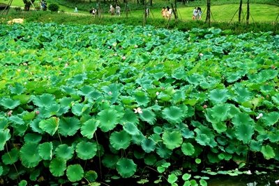 【紀檢監(jiān)察室】芝蘭花開 清風(fēng)徐來
